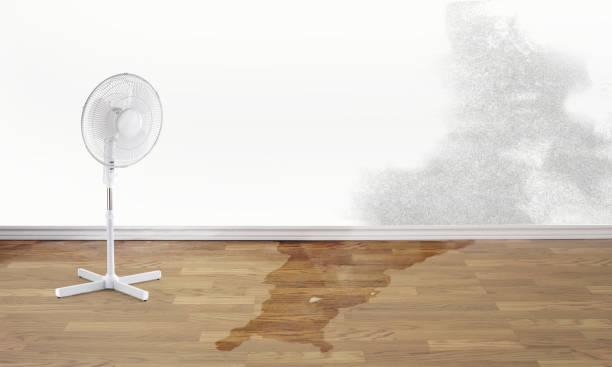 Best Mold removal after water damage  in Gravette, AR
